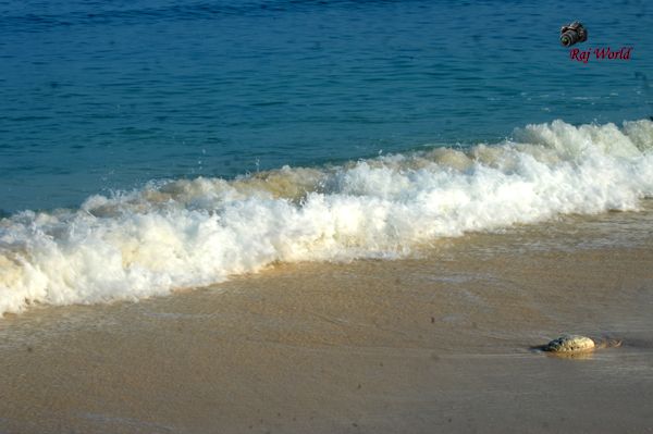 The waves