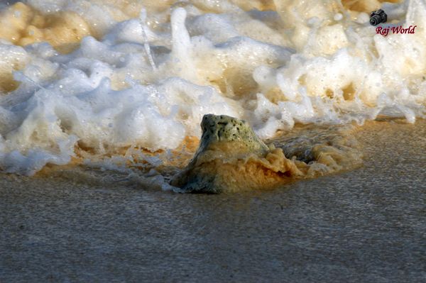 The waves