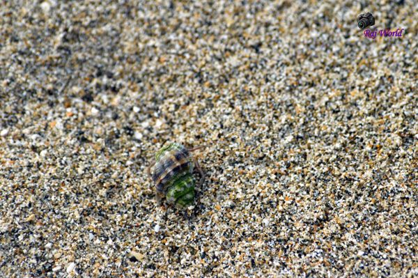Hermit Crab