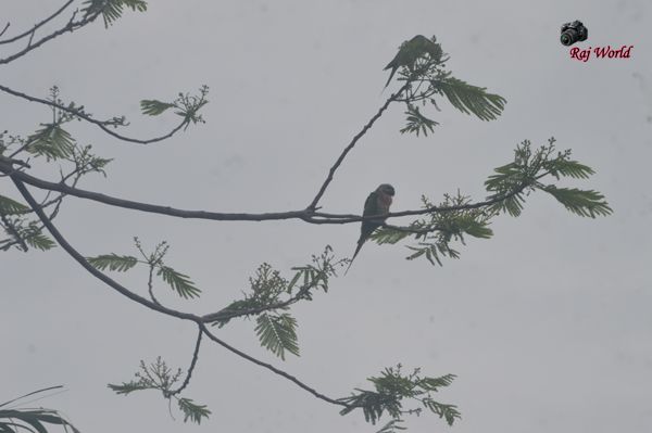 Parrot