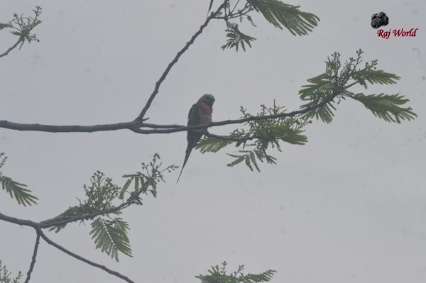 Parrot