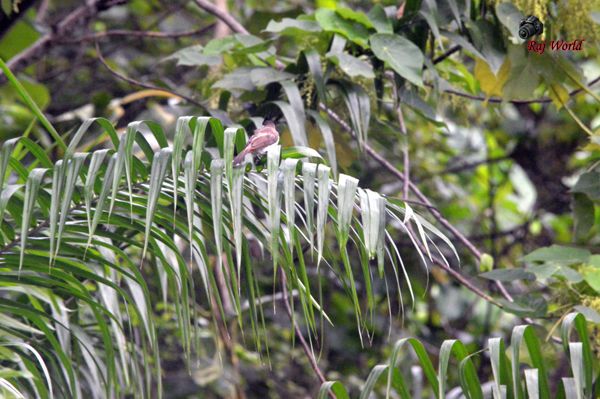 Bulbul