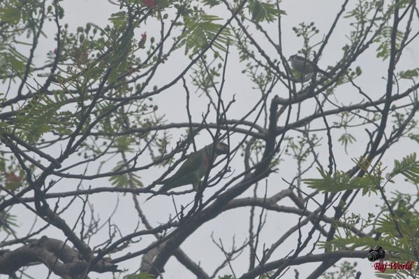 Parrot