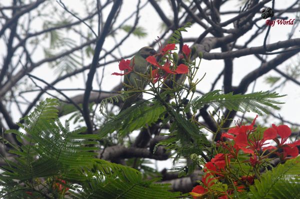 Parrot