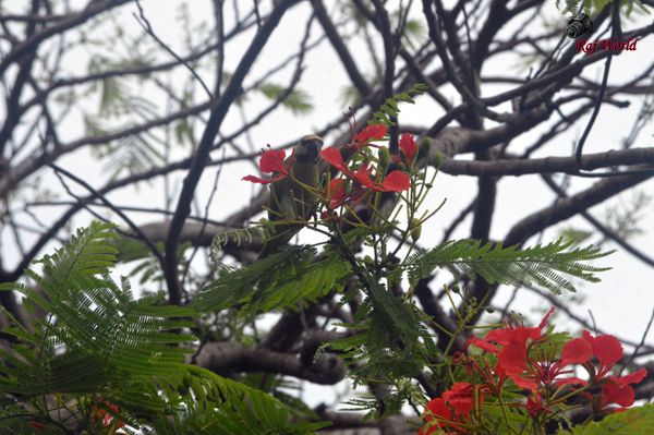 Parrot