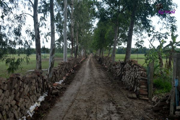 The road