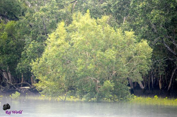 Sundarbans