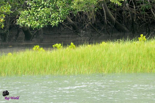 Sundarbans