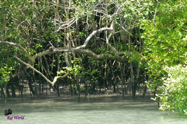 Sundarbans