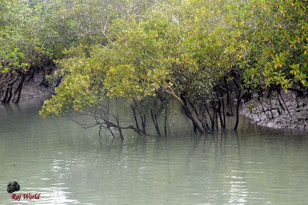 Sundarban