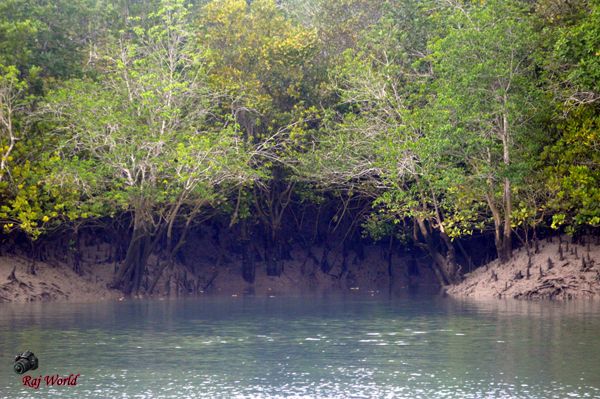 Sundarban