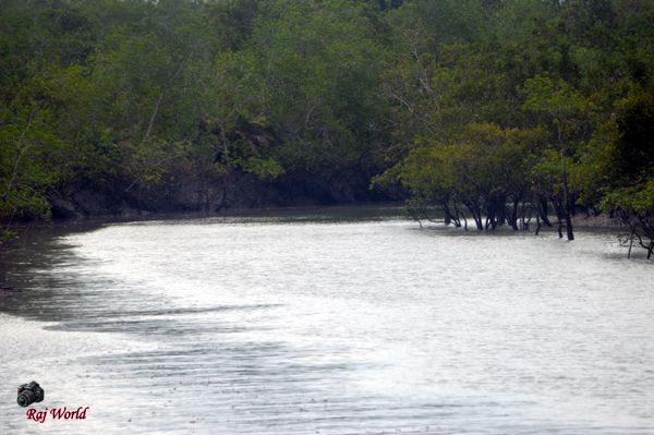 Sundarban
