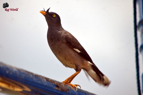 Bird