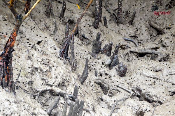 Sundarban