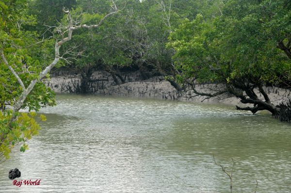 Sundarban