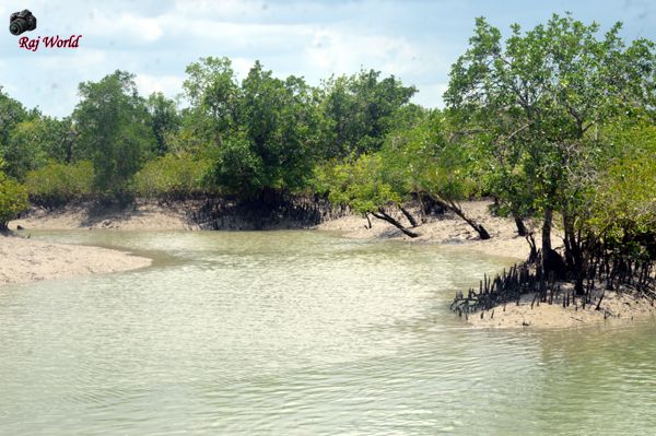 Sundarban