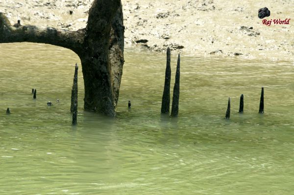 Sundarban
