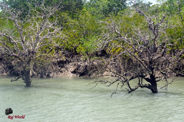 Sundarban