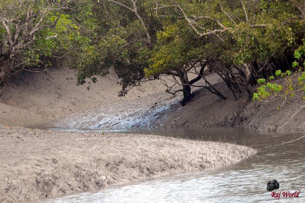 Sundarban