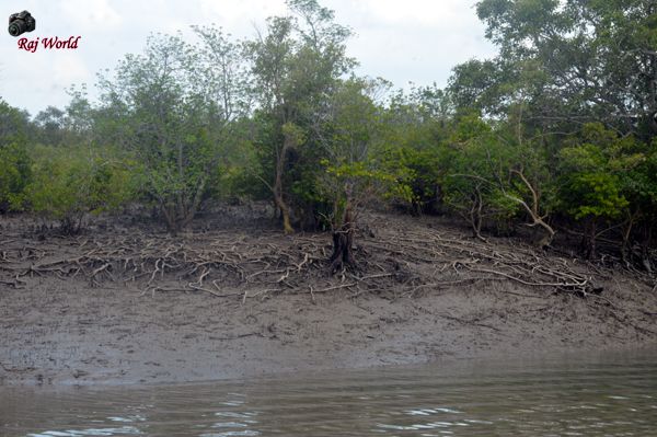 Sundarban