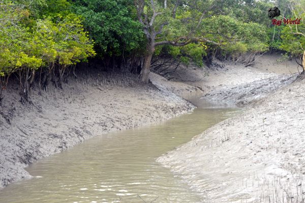 Sundarban