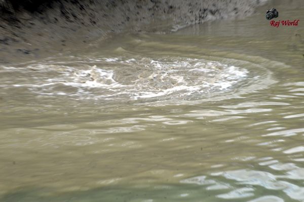 Sundarban