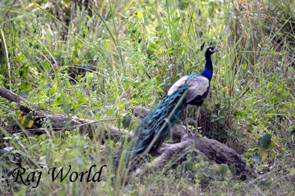 Peacock