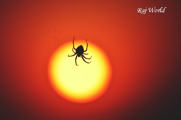 Spider in the sun