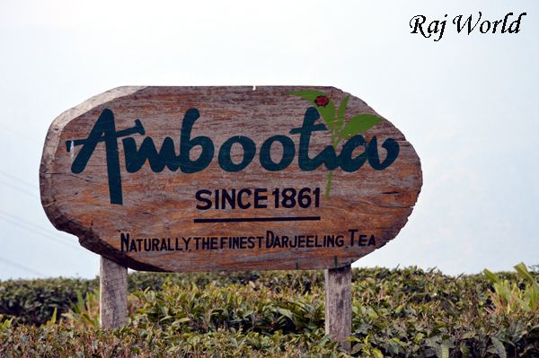 Ambootia Tea Garden