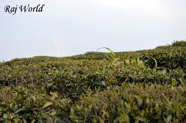 Tea Garden