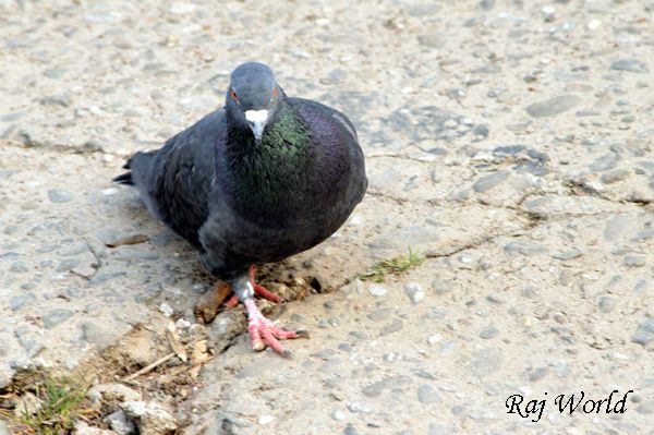 Pigeons