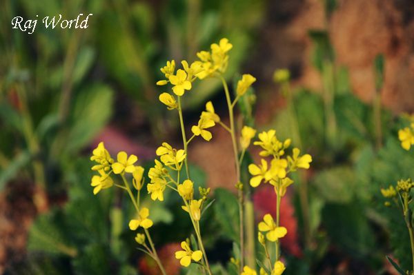 Flowers