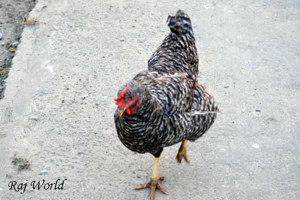 Hen