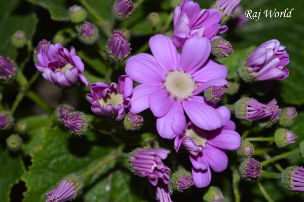 Flowers