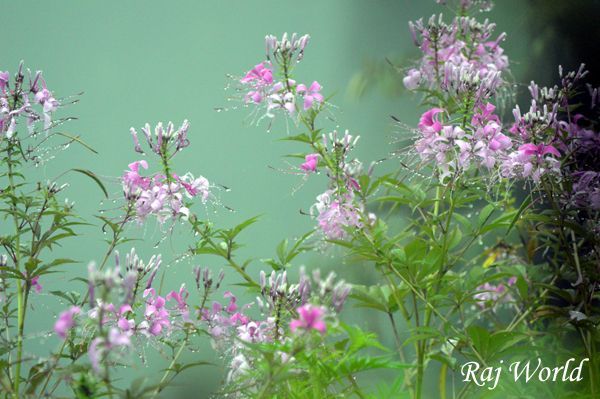 Flowers