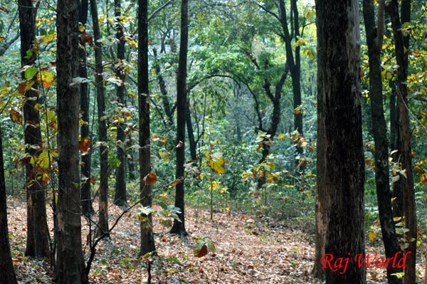 Lohagarh Forest