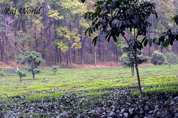 Tea Garden