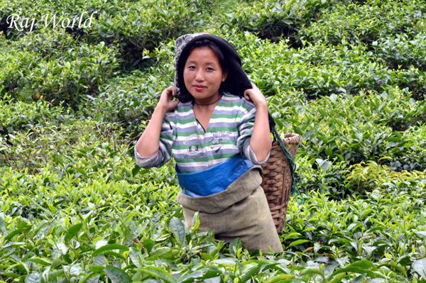 The Tea Worker