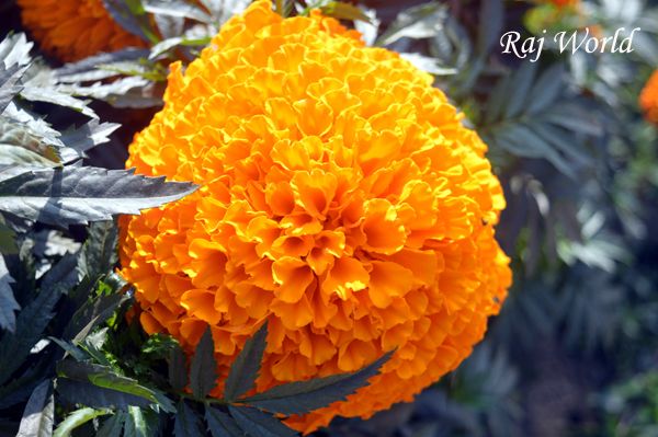 Marigold