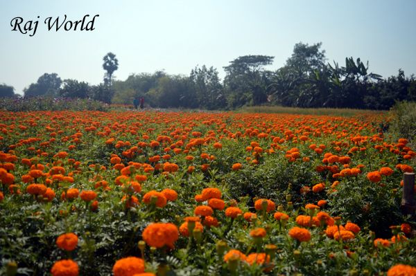 Marigold