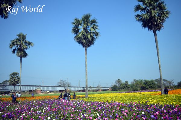 Flowers Garden