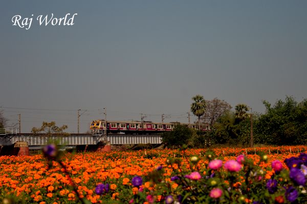 Flowers Garden