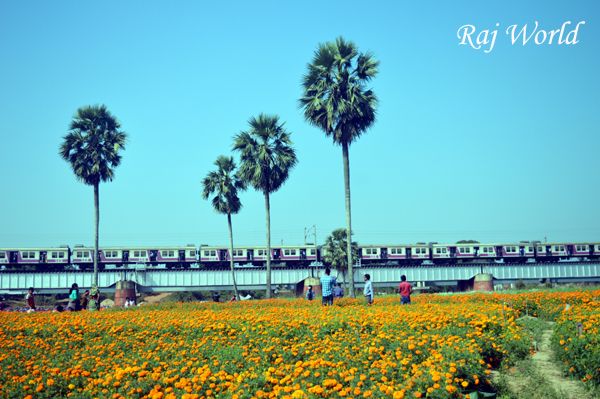 Flowers Garden