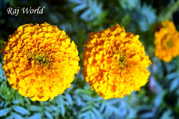 Marigold