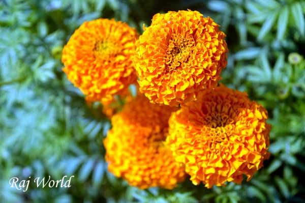 Marigold