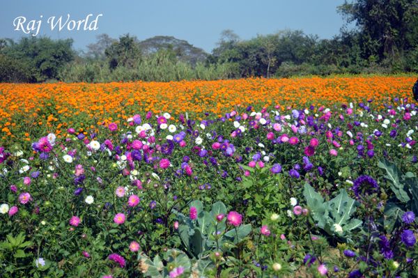 Flowers Garden