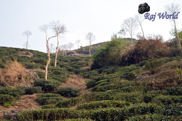 Tea Garden