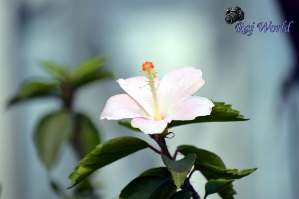 Hibiscus