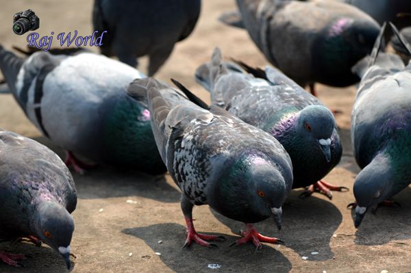 Pigeons