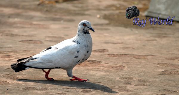 Pigeon